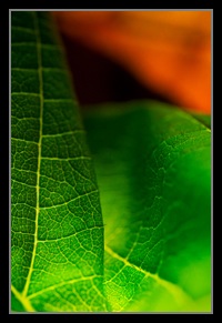 Abstract Photos For Sale 21
